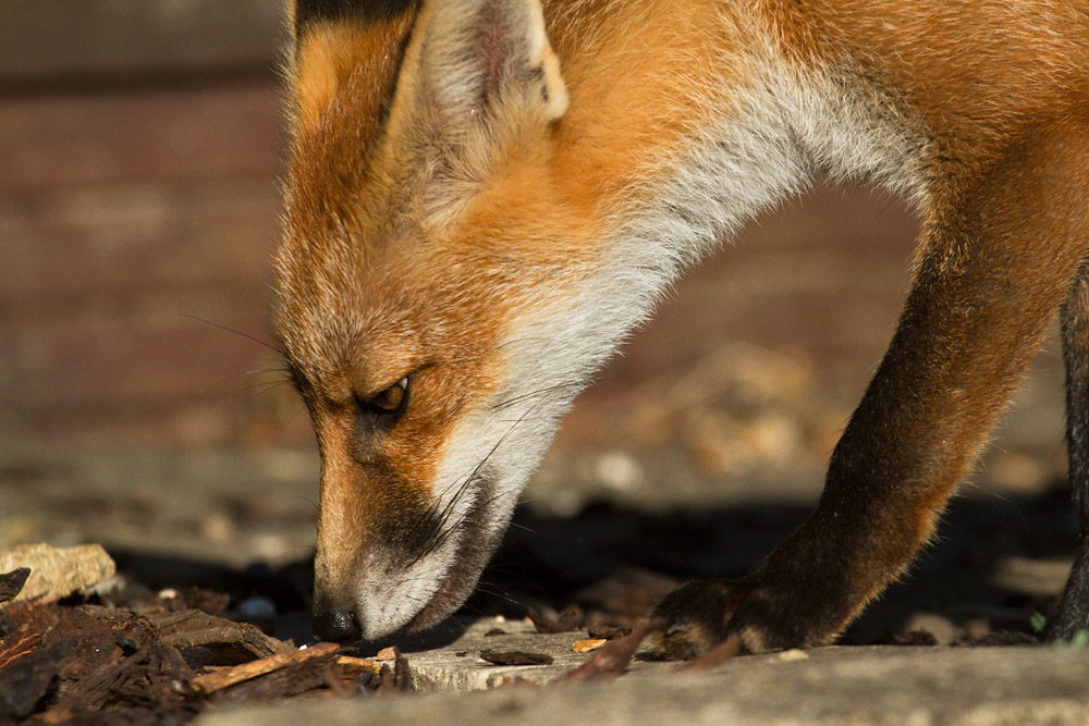 1601162407133595.jpg - Young fox exploring