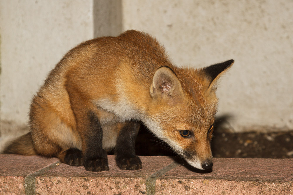 1601172405137962.jpg - Fox cub waiting on the wall