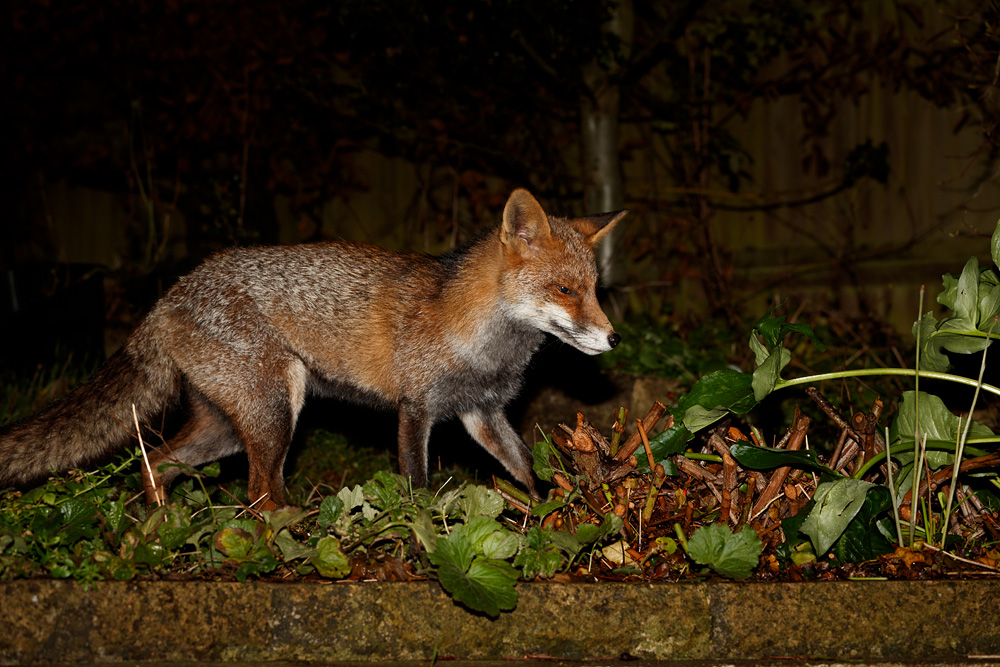 1601191601197644.jpg - Wolfy crossing the garden