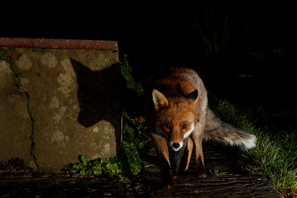 1601211401212984.jpg - Longtail around the garden