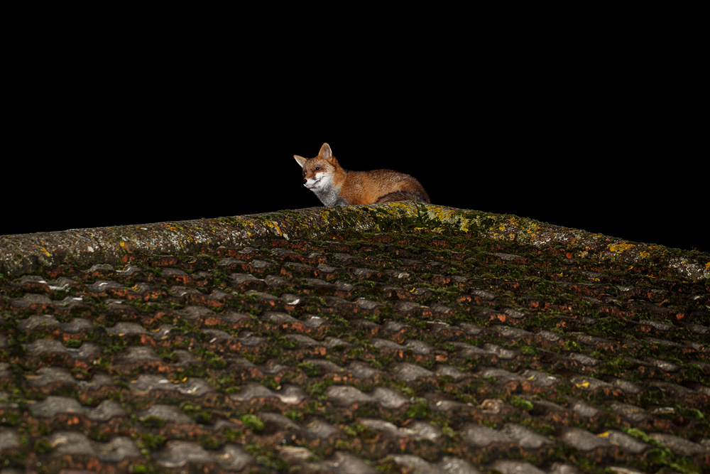 1601231601232619.jpg - Fox on roof