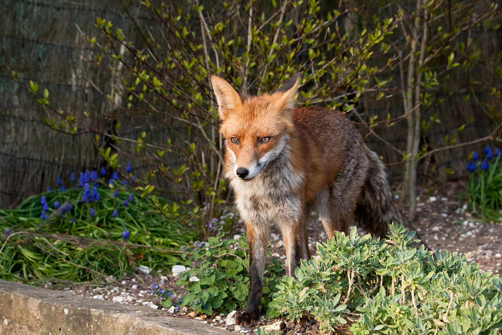 1602130104077747.jpg - Fox (Vulpes vulpes) relaxing in a suburban garden, East Sussex.