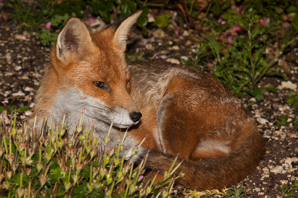 1602161607093647.jpg - Vixen resting in the garden