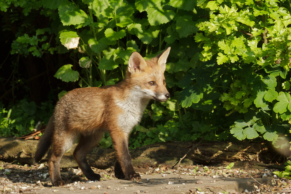 1602172705139674.jpg - Fox cub and shrubs