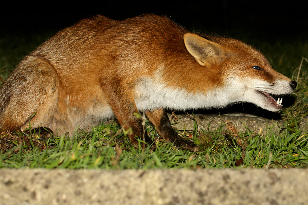 1602181502185983.jpg - Portrait of the Pretty Vixen