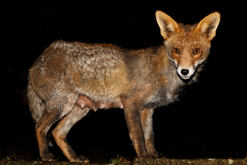 1603191603197767.jpg - Wolfy (vixen) at night