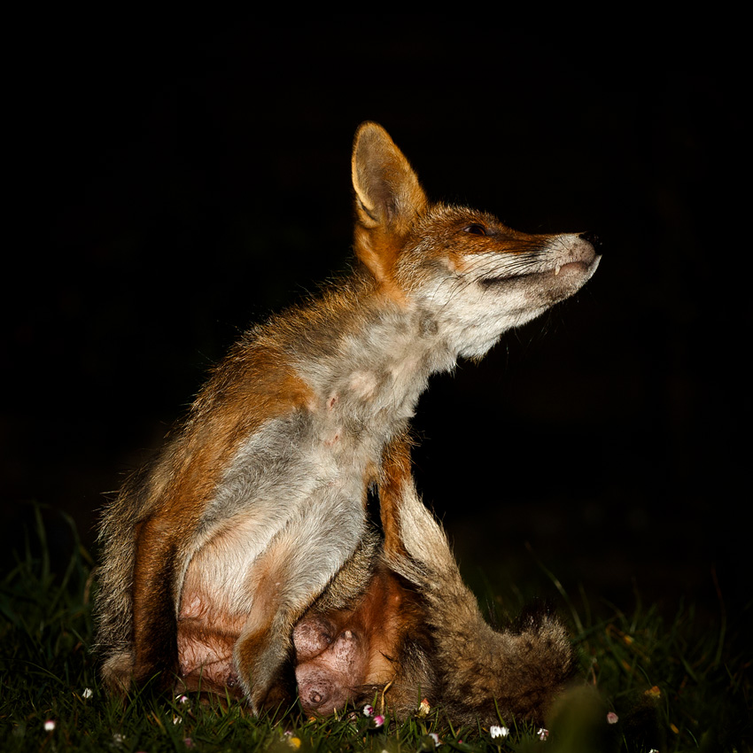 1604191504192333.jpg - Wolfy (vixen) at night