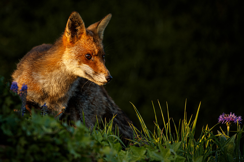 1604201504205419.jpg - Wolfy out in the sunshine
