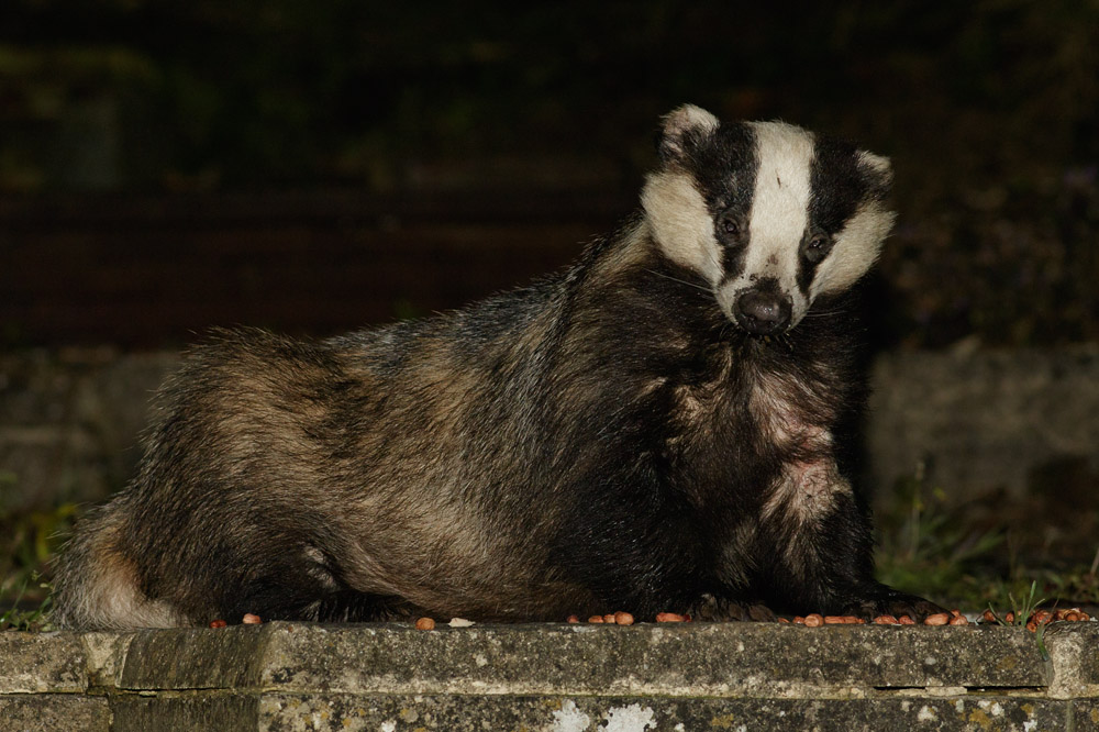 1605151005152819.jpg - Badger and peanuts