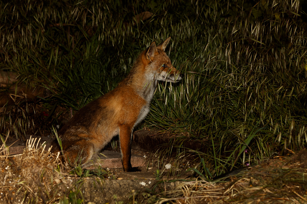 1605201605200134.jpg - Wolfy the vixen