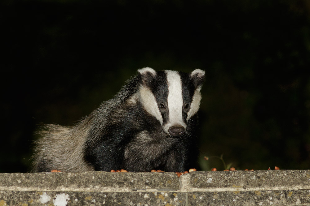 1606151306150009.jpg - Badger and peanuts