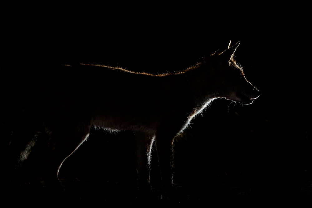 1606201606205842.jpg - Backlit portraits of Wolfy