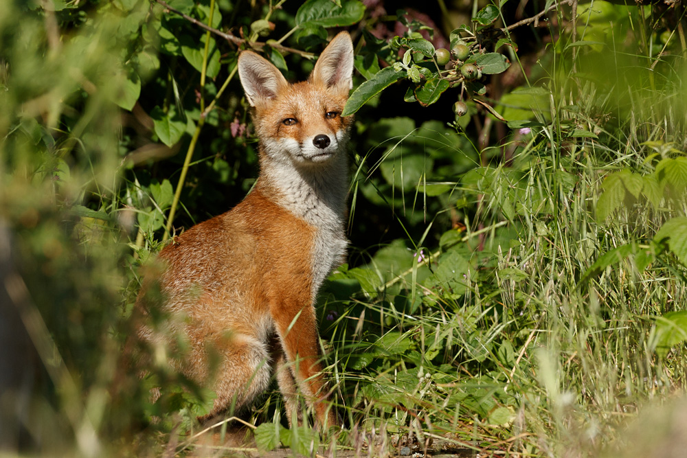 1606211506212265.jpg - Fox cub in the sunshine