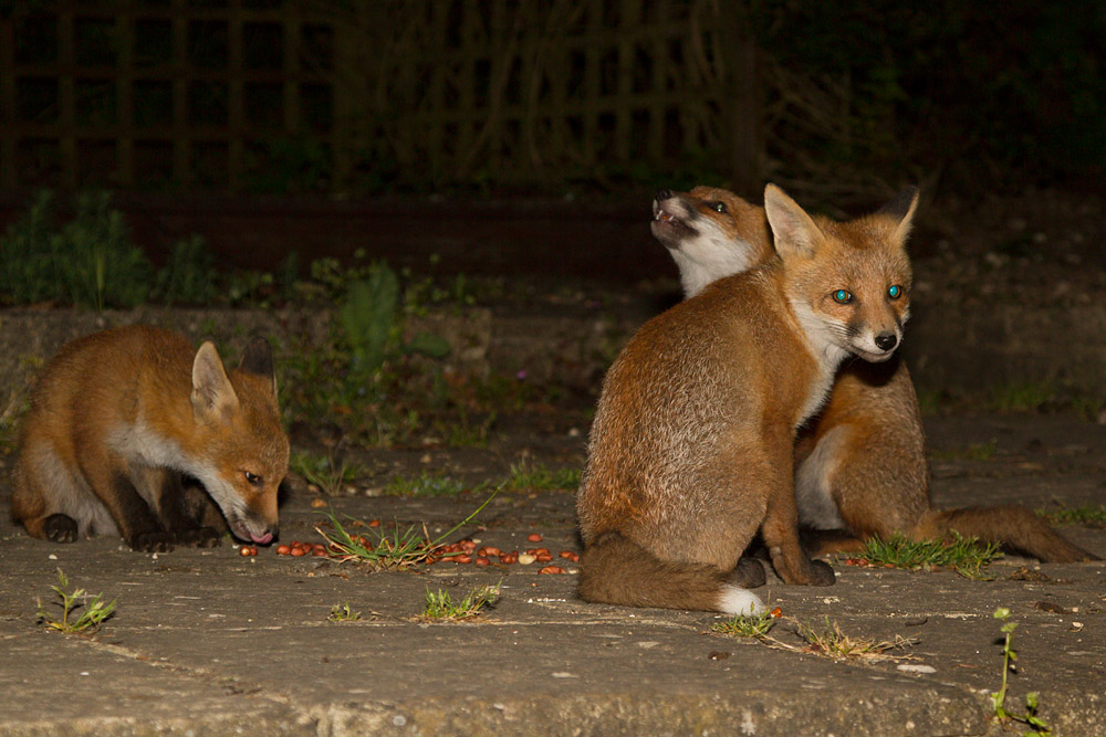 1607150406131902.jpg - Three fox cubs