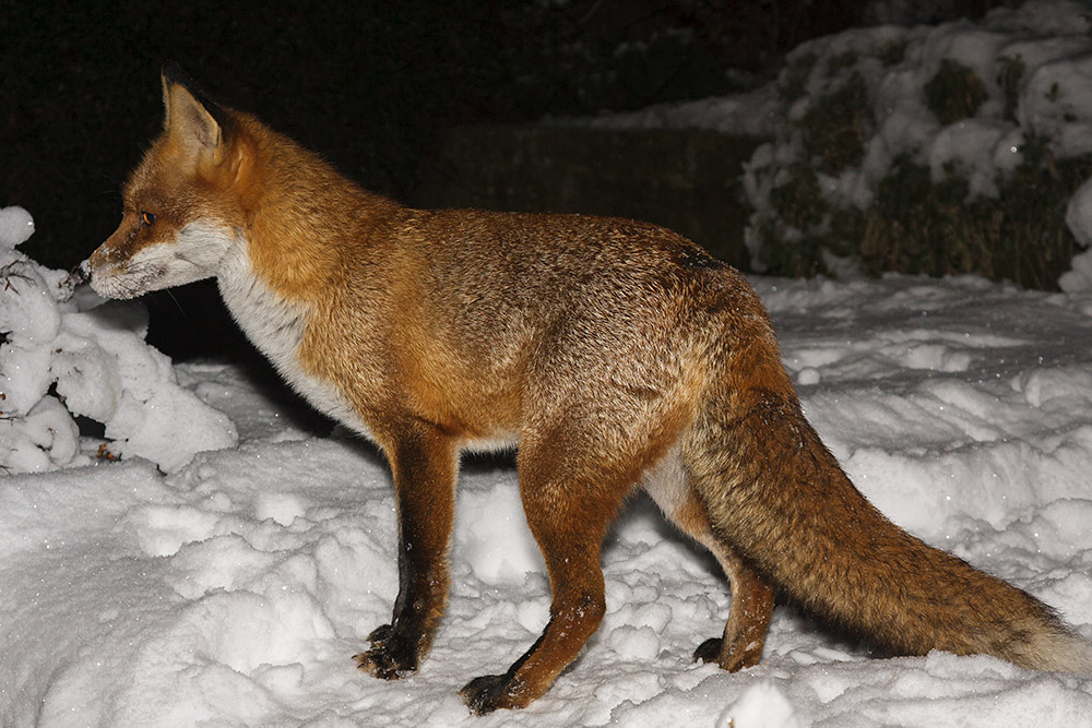 1607160801108600.jpg - Fox in snow