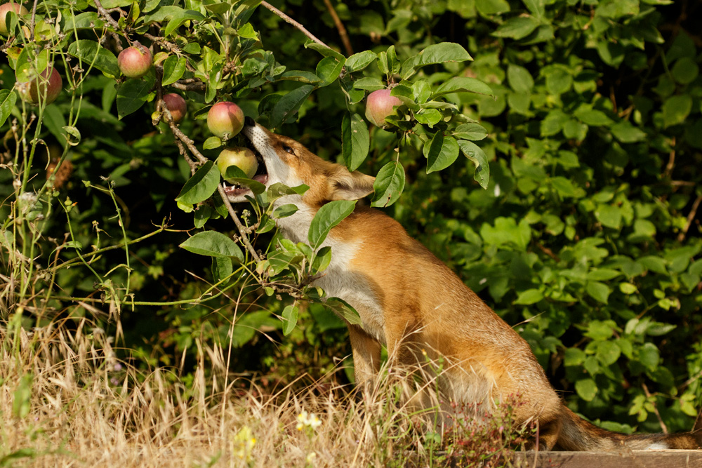 1607171607179044.jpg - Fox cub trying to steal an apple