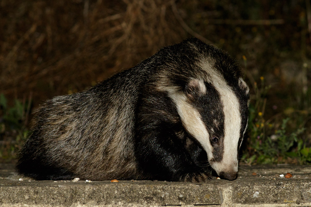 1608150708153092.jpg - Badger in garden
