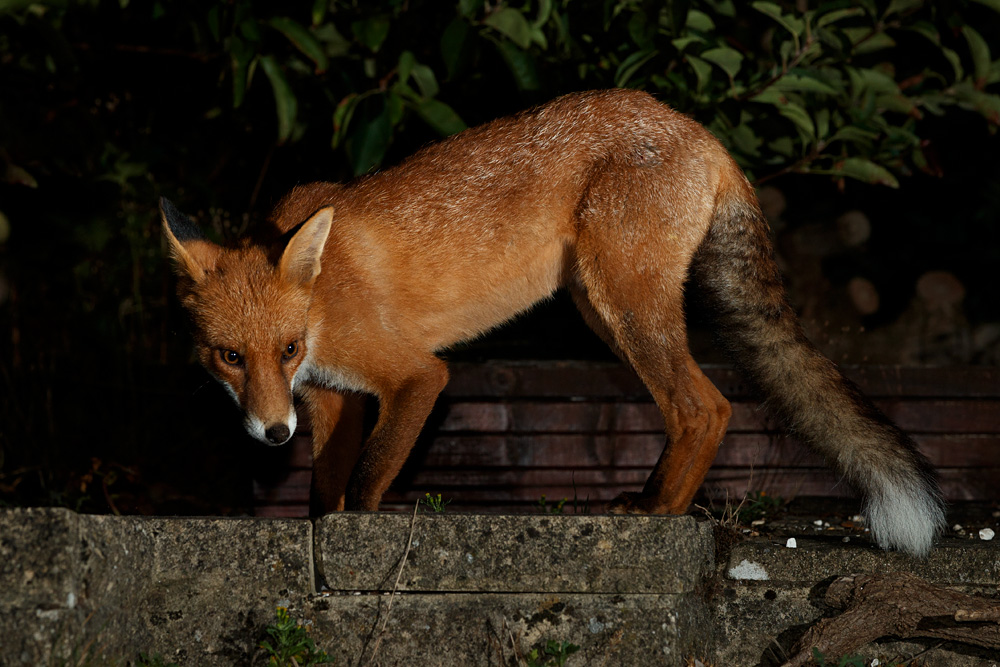 1608201608202315.jpg - Longtail exploring