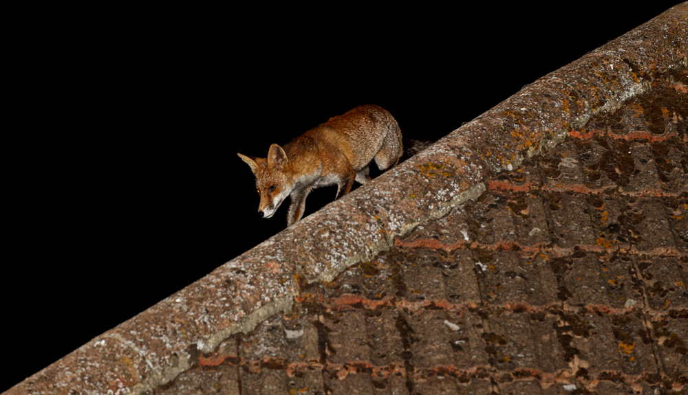 1609191609198763.jpg - Wolfy on the Roof