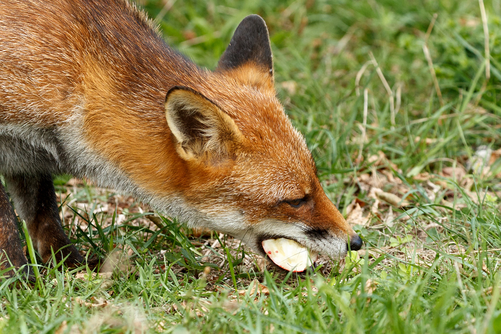 1609221609228146.jpg - Lopa eating an apple