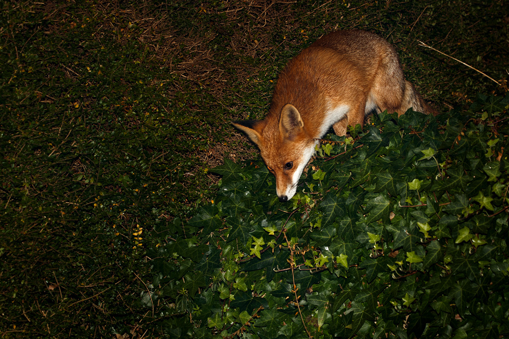 1610181510187207.jpg - Pretty clambering over the ivy