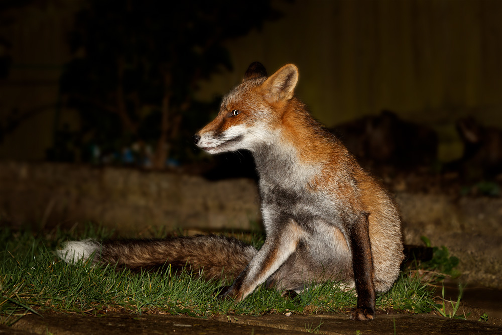 1610191610190678.jpg - Wolfy at night