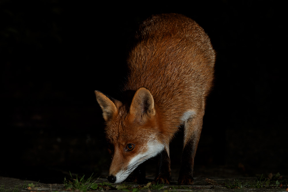 1610201610208608.jpg - Stumpy  at night