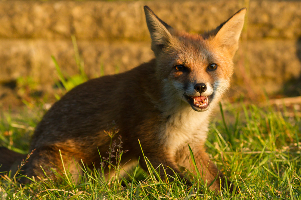 1611150807139469.jpg - Fox cub in sunshine