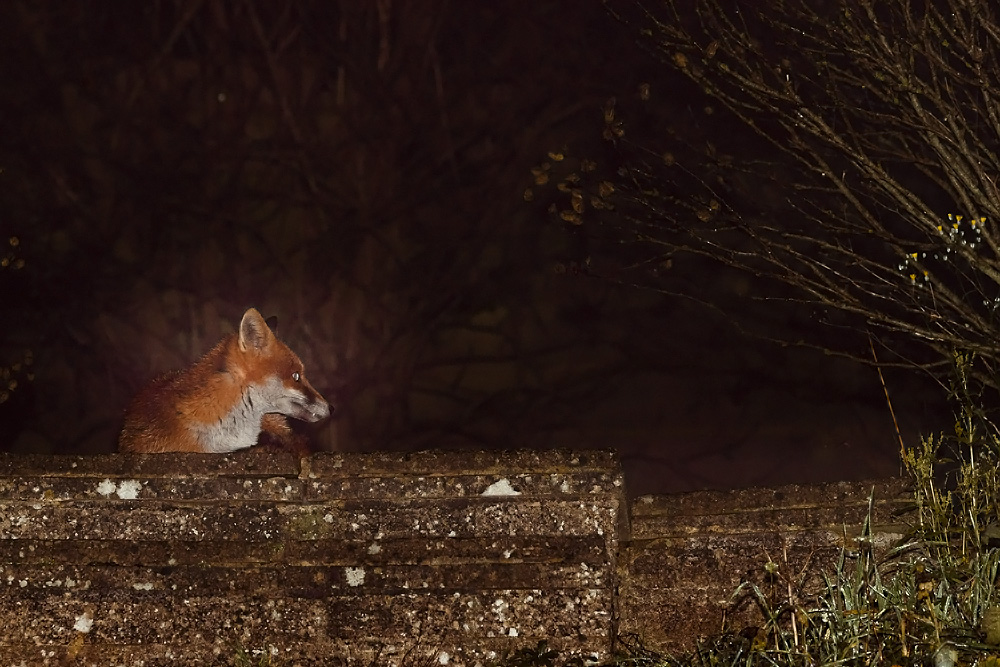 1611181611189092.jpg - Unidentified shy fox