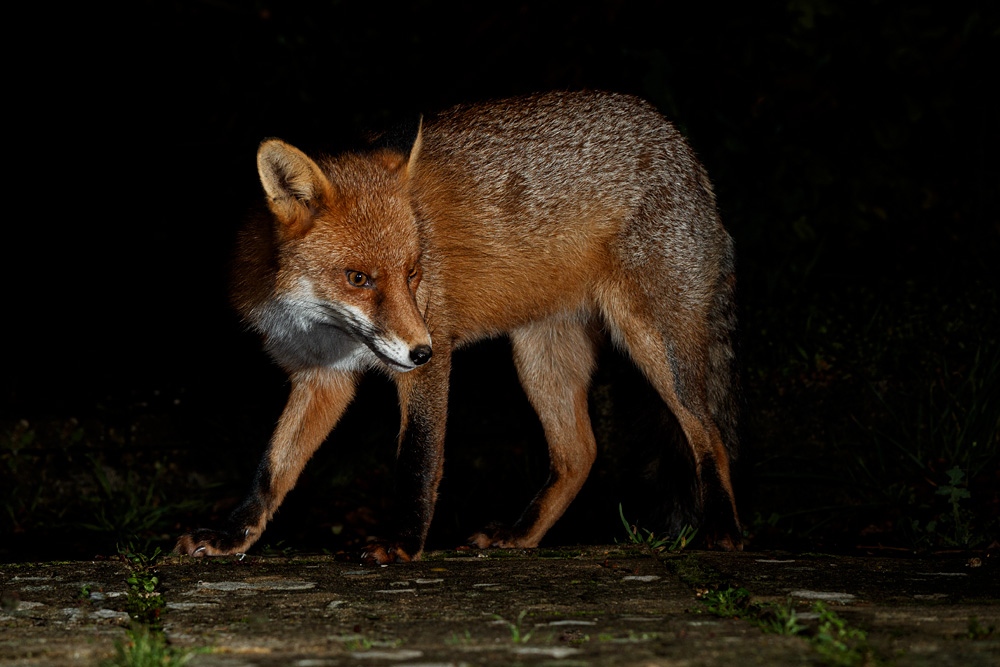 1611201611209910.jpg - Longtail at night