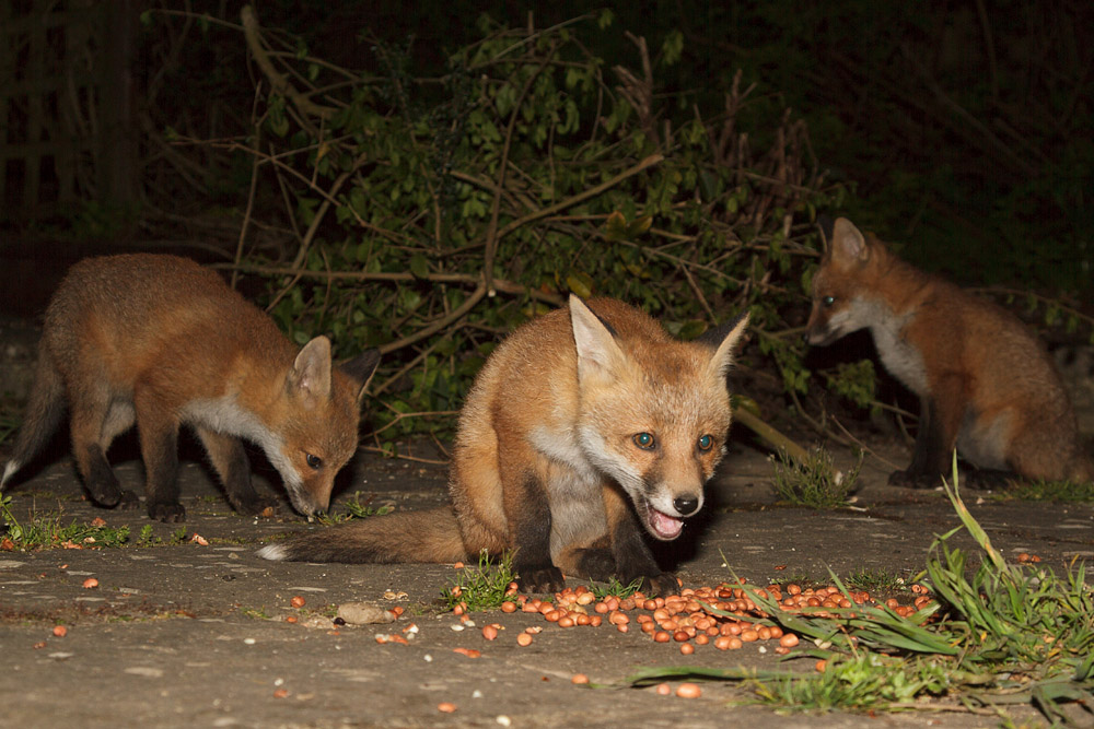 1612161905136897.jpg - Three fox cubs in the garden
