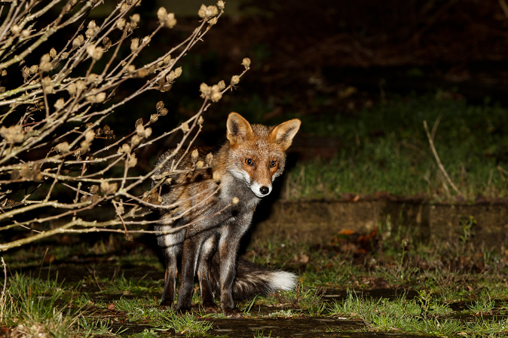 1612181512182506.jpg - Wolfy at night