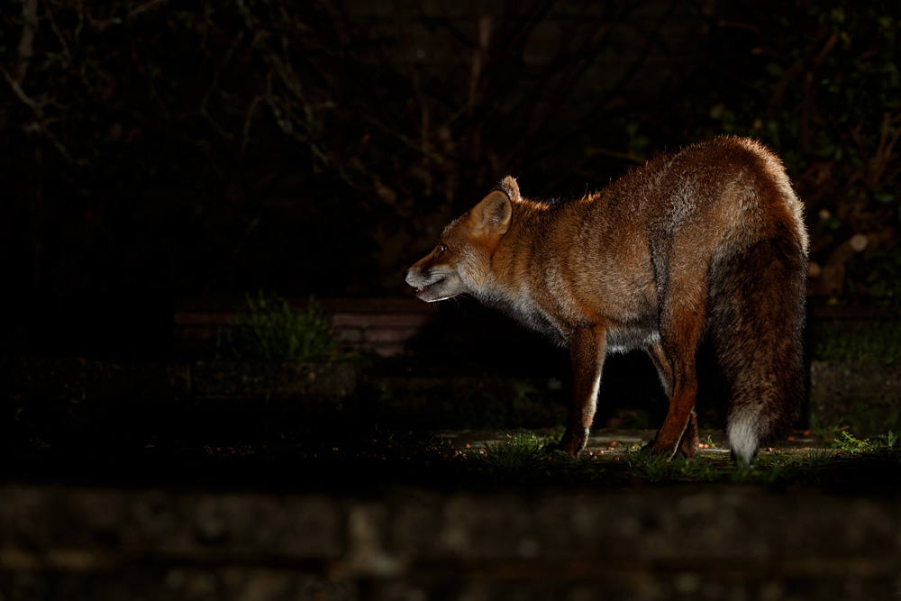 1612201612201604.jpg - Wolfy around the garden