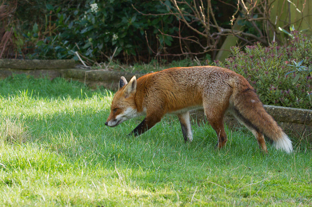 1701131301134295.jpg - Male adult fox (Vulpes vulpes) in a suburban garden.