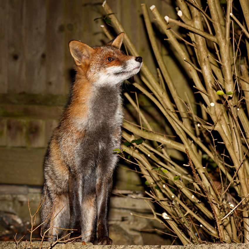 1701191701197836.jpg - Wolfy at night