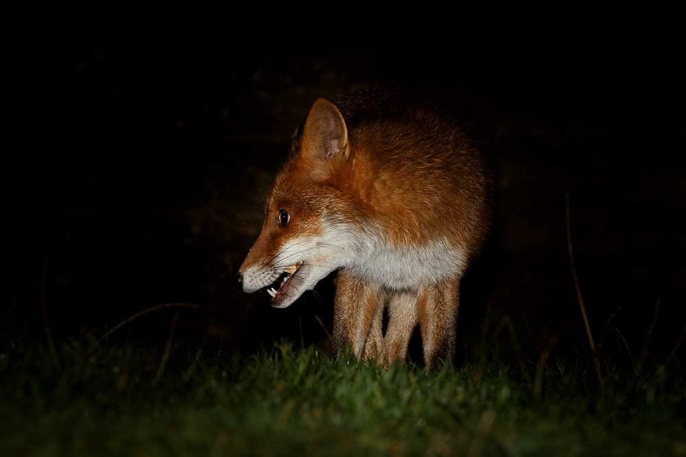 1701201601204220.jpg - Young fox at night