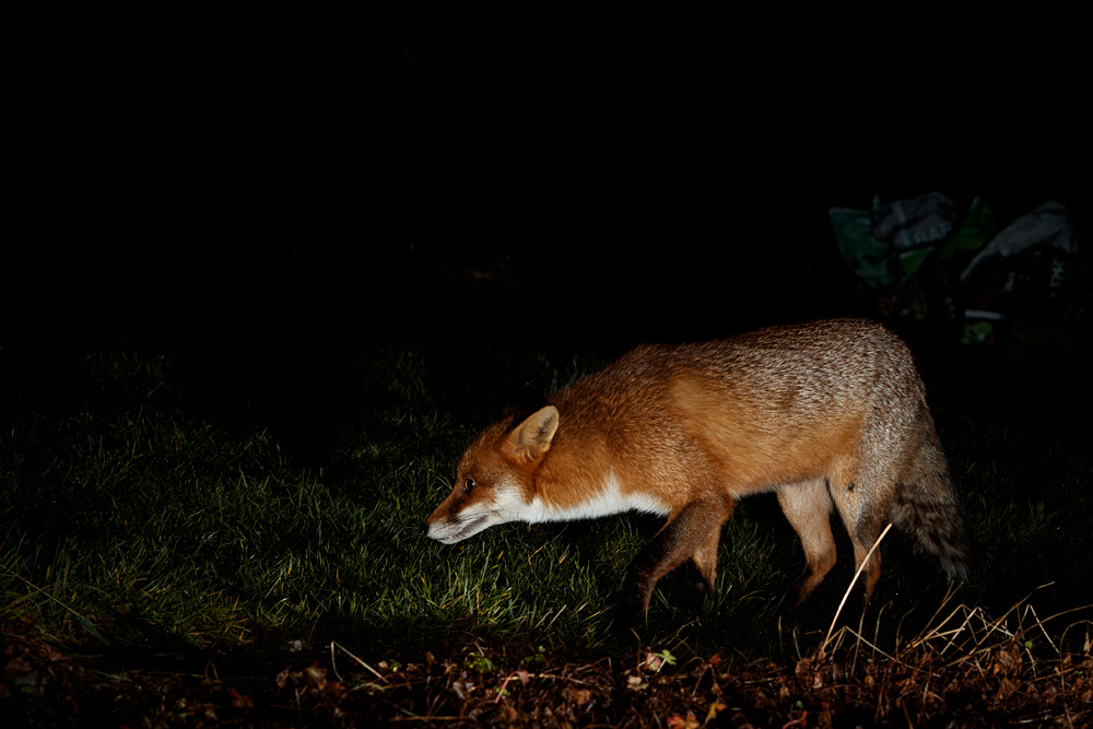 1701211401212981.jpg - Longtail around the garden