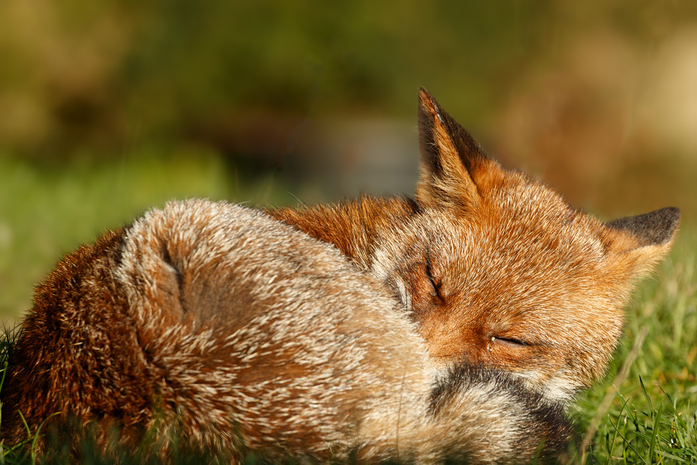 1701221701227729.jpg - Lopa sleeping in the sun
