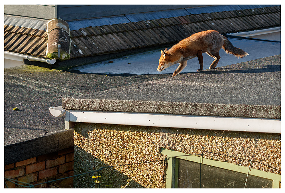 1701241101242272.jpg - Lopa on garage roof