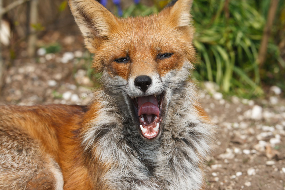 1702130104077622.jpg - Fox (Vulpes vulpes) yawning.