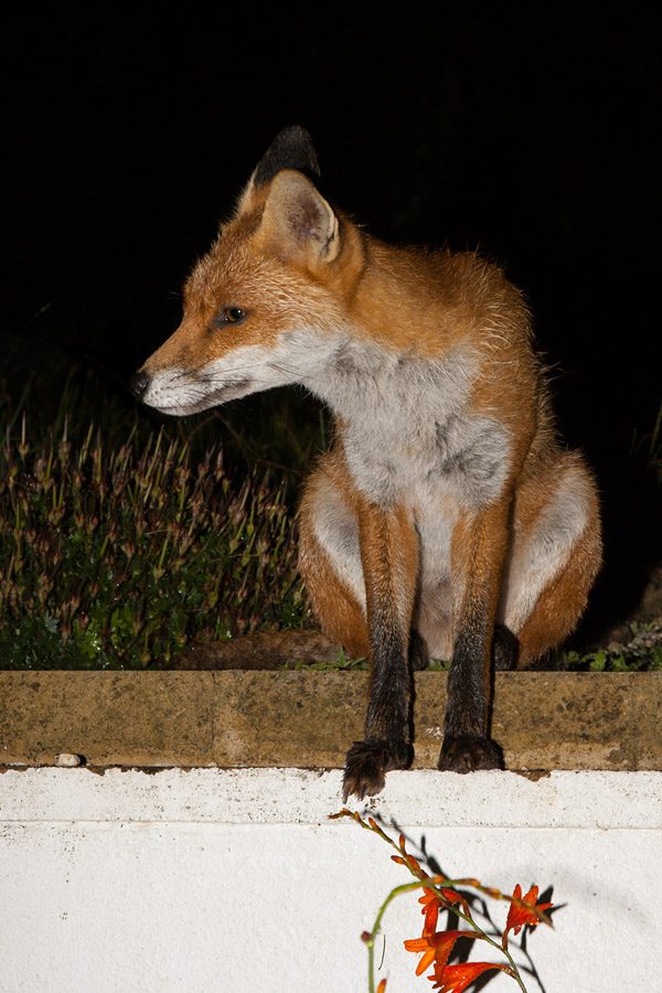 1702162907095630.jpg - Fox on a wall
