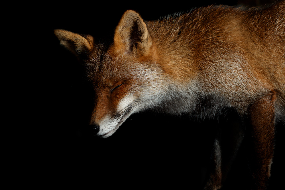 1702211702213632.jpg - Wolfy in the garden