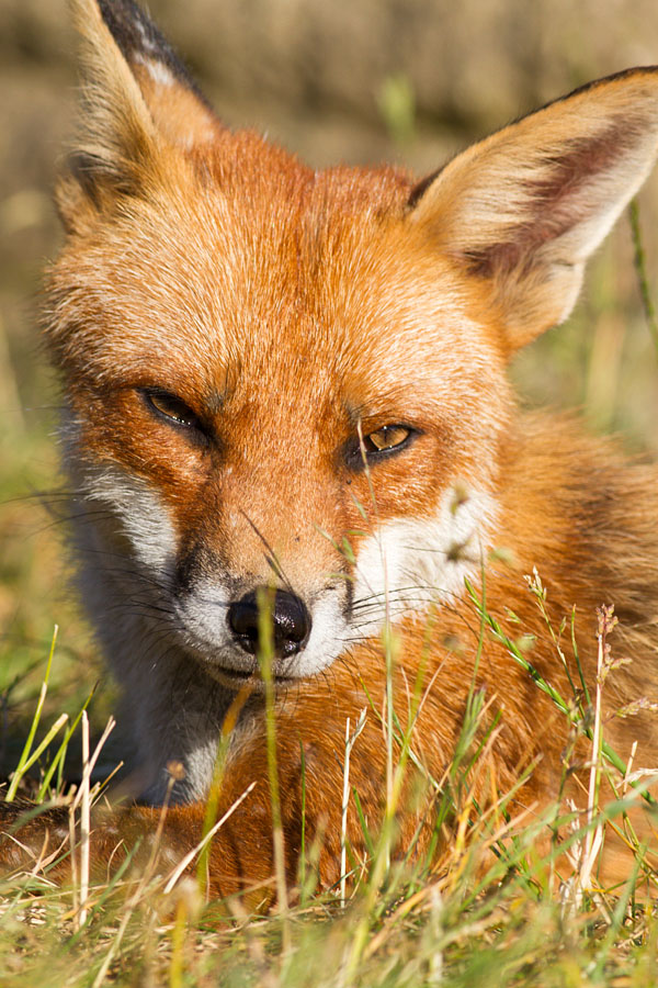 1703130306115789.jpg - Fox (Vulpes vulpes) resting in long grass.