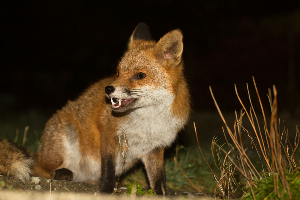 1703140603144572.jpg - Fox in garden