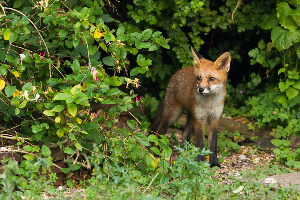 1703151407131075.jpg - Fox cub and honeysuckle