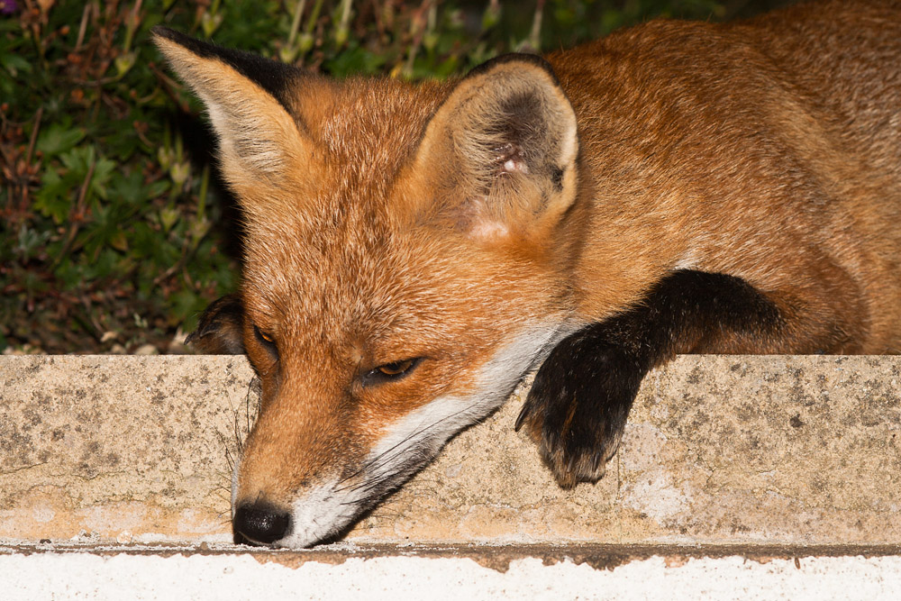 1703161809091165.jpg - Fox on wall