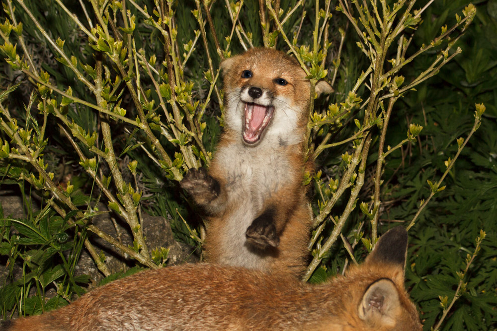 1703170206131117.jpg - Two fox cubs scrapping