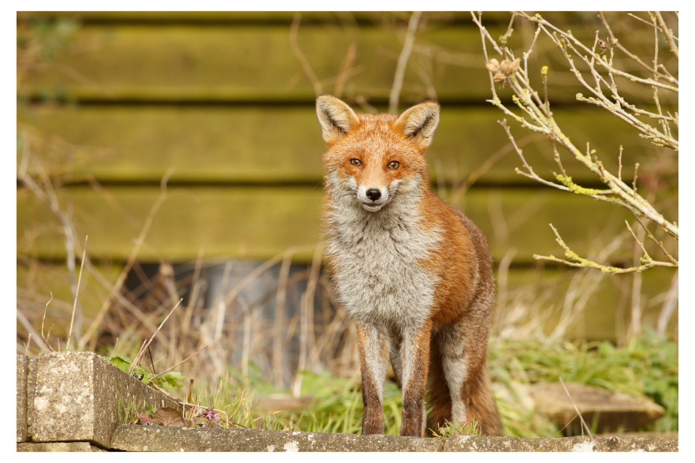 1703231703236950.jpg - Unknown young male fox (no-tip on tail)