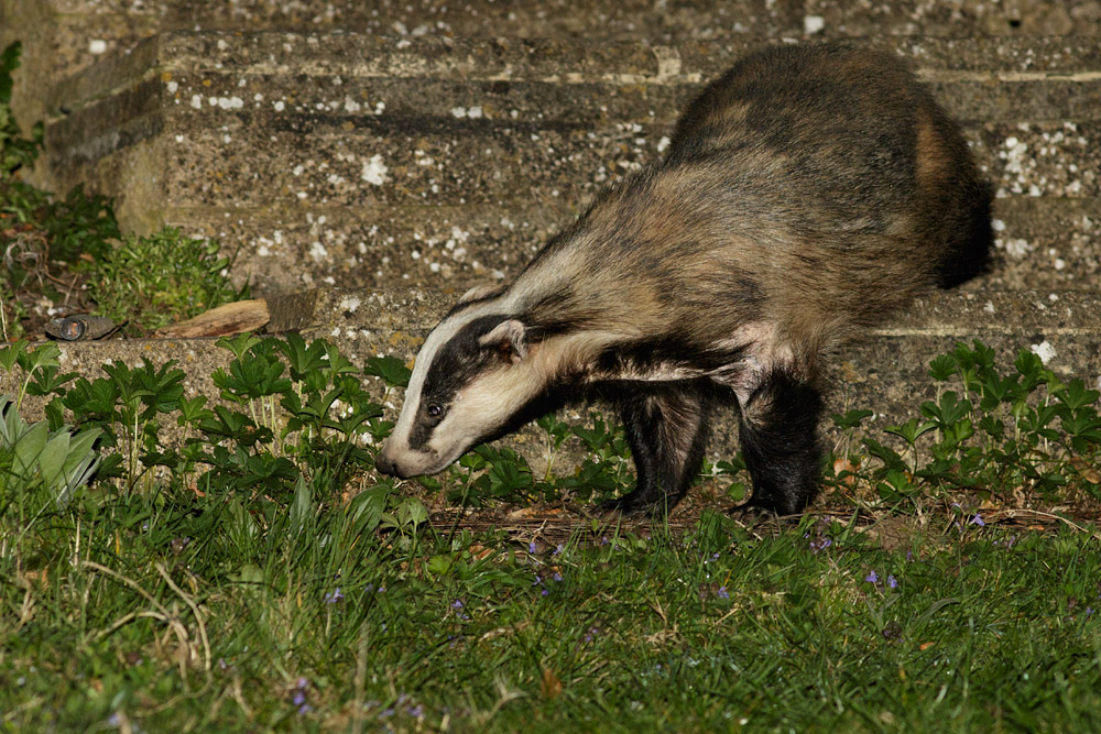 1704151604152862.jpg - Badger in garden