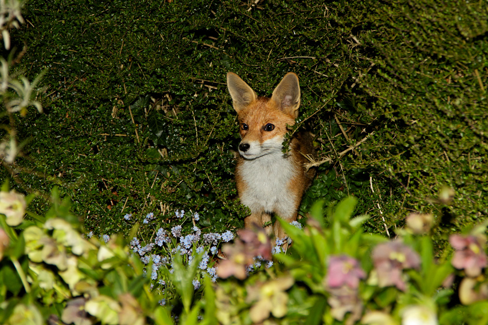 1704181704181988.jpg - Pretty Vixen in the garden